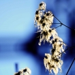 podzimn� kv�ty jsou smutn� kr�sn� :o)