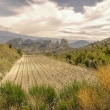 vinohrad v Gigondas s pozad�m impozantn� hory Mount Ventoux